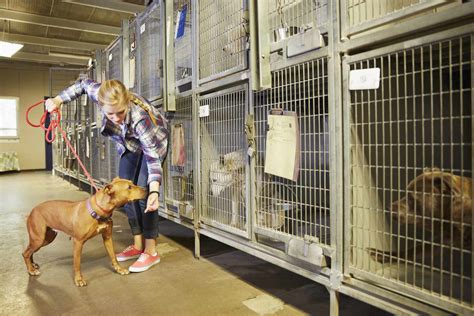 cnc kennel assistant